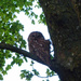 Tawny owl.  by shirleybankfarm