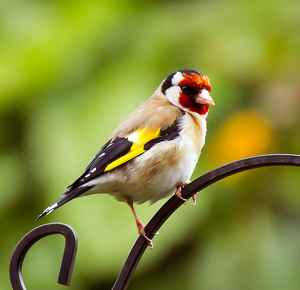 3rd June 2015    - Goldfinch  by pamknowler