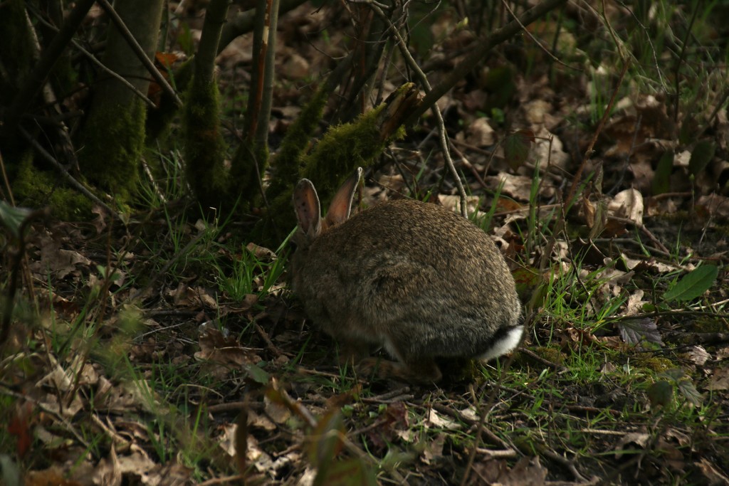 Wild Rabbit by bizziebeeme