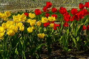 3rd Jun 2015 - Yellow and red tulips