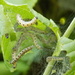 The Very Hungry Caterpillars - 30 Days Wild 3 by flowerfairyann