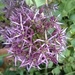 Flowers - Allium by cataylor41