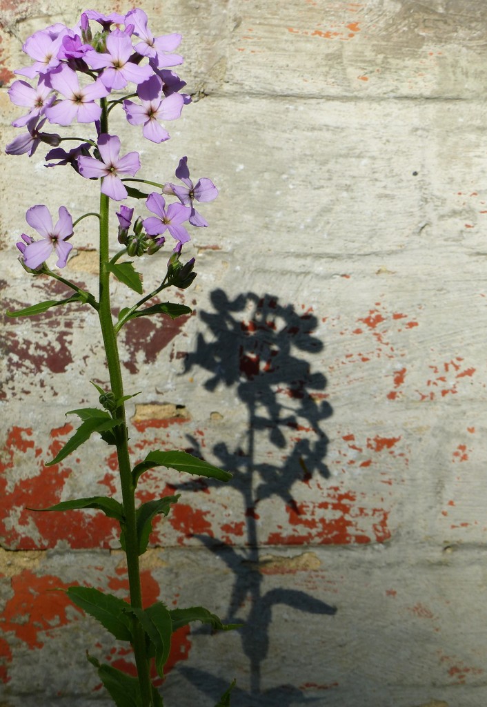 wall-flower. by jokristina