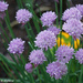 Chives by falcon11