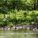 Gaggle of geese by barrowlane