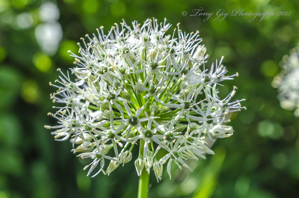 White Allium by tonygig