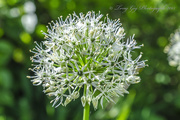 4th Jun 2015 - White Allium