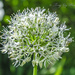 White Allium by tonygig