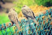 3rd Jun 2015 - Two Doves on a Fence