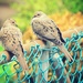 Two Doves on a Fence by mhei