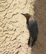 3rd Jun 2015 - Gila Woodpecker