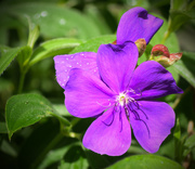 3rd Jun 2015 - Purple Flower 