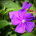 Purple Flower  by rickster549