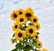 3rd Jun 2015 - Sunflowers 