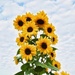 Sunflowers  by joysfocus