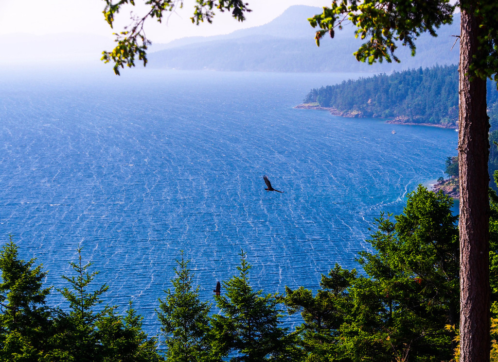 Soaring over East Sound by redy4et