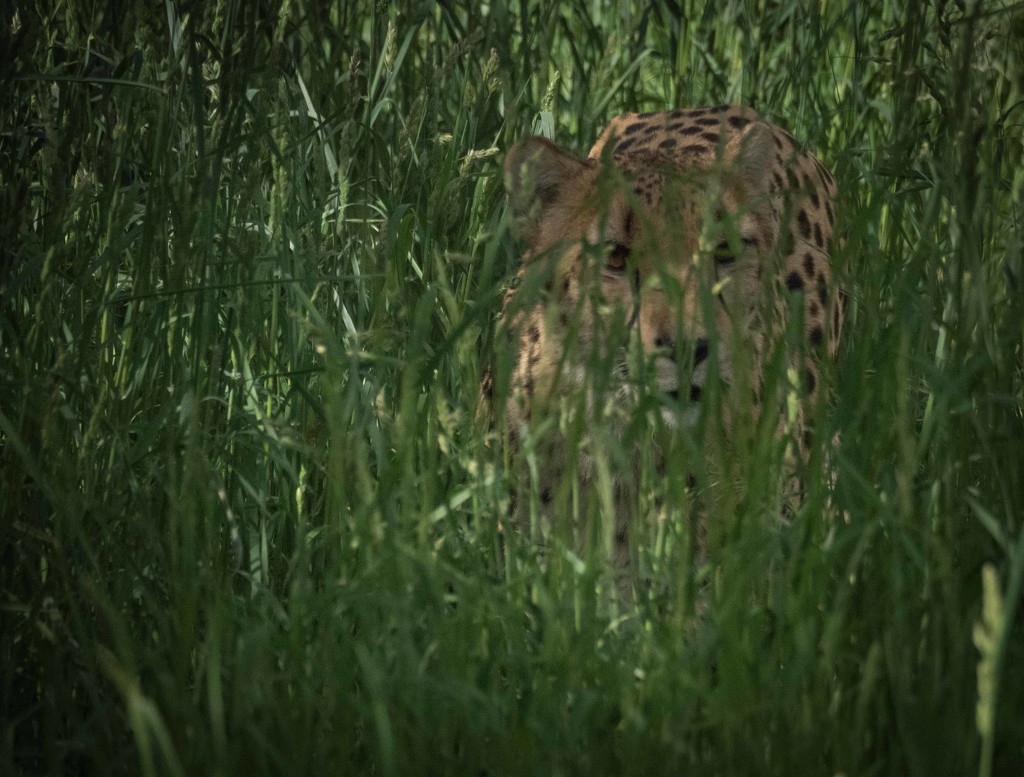 Cheetah by khrunner
