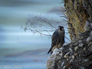 27th May 2015 - Young/Baby Peregrine on The Ocean