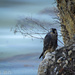 Young/Baby Peregrine on The Ocean by elatedpixie