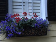 4th Jun 2015 - Flower window box, Historic District, Cgarleston, SC