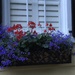 Flower window box, Historic District, Cgarleston, SC by congaree