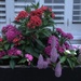 Flower box, Historic District, Charleston, SC by congaree