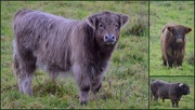 4th Jun 2015 - Highland Cattle