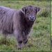 Highland Cattle by nickspicsnz