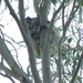 Holding tight by koalagardens