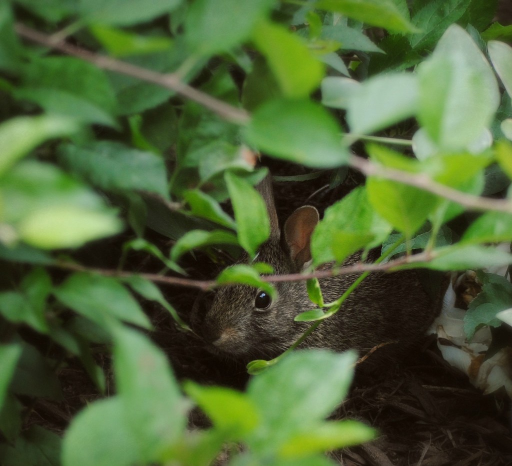 Peter Rabbit Hides from Mr. McGregor by alophoto