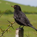 Blackbird by philhendry