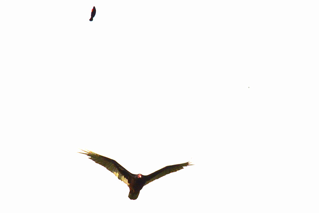 Red-Winged Blackbird and Turkey Vulture Part Ways by kareenking