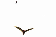 3rd Jun 2015 - Red-Winged Blackbird and Turkey Vulture Part Ways