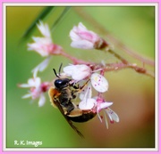 4th Jun 2015 - Busy bee