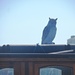 Daytime Owl by will_wooderson