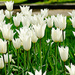 White tulips by elisasaeter