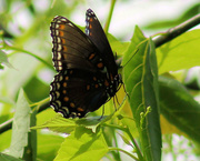 4th Jun 2015 - Come closer little butterfly