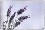 4th Jun 2015 - 2015-06-04 lavender evokes memories