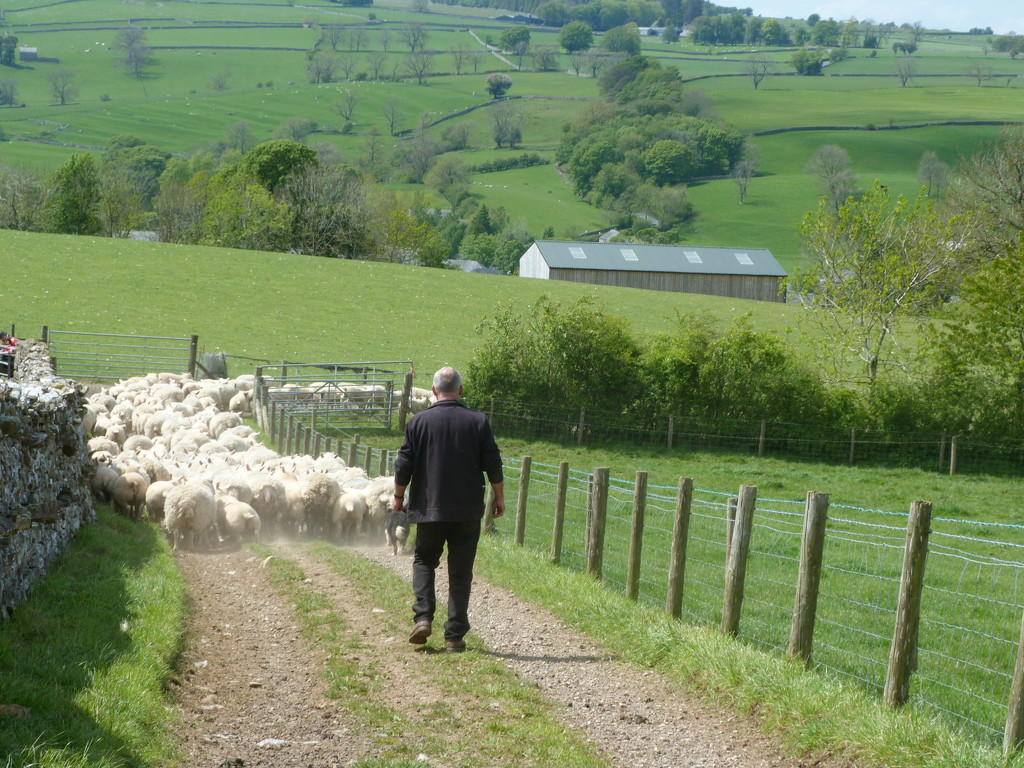 Gathering in some sheep by shirleybankfarm
