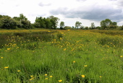 4th Jun 2015 - One of the meadows