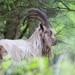 Billy Goat by dailydelight