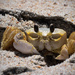 Alien Creature, (aka Crab) by rickster549