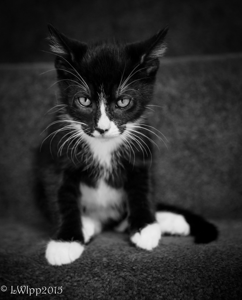 Grumpy Kitty by lesip