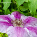 Clematis by tonygig
