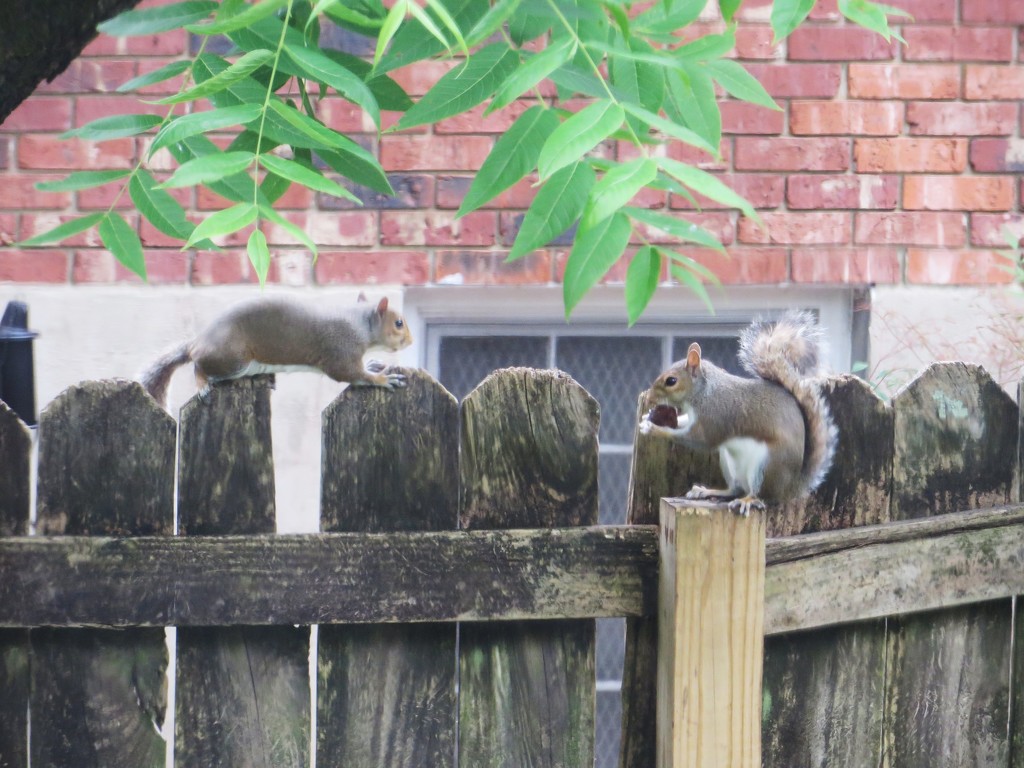 Cutest squirrels in the world by margonaut