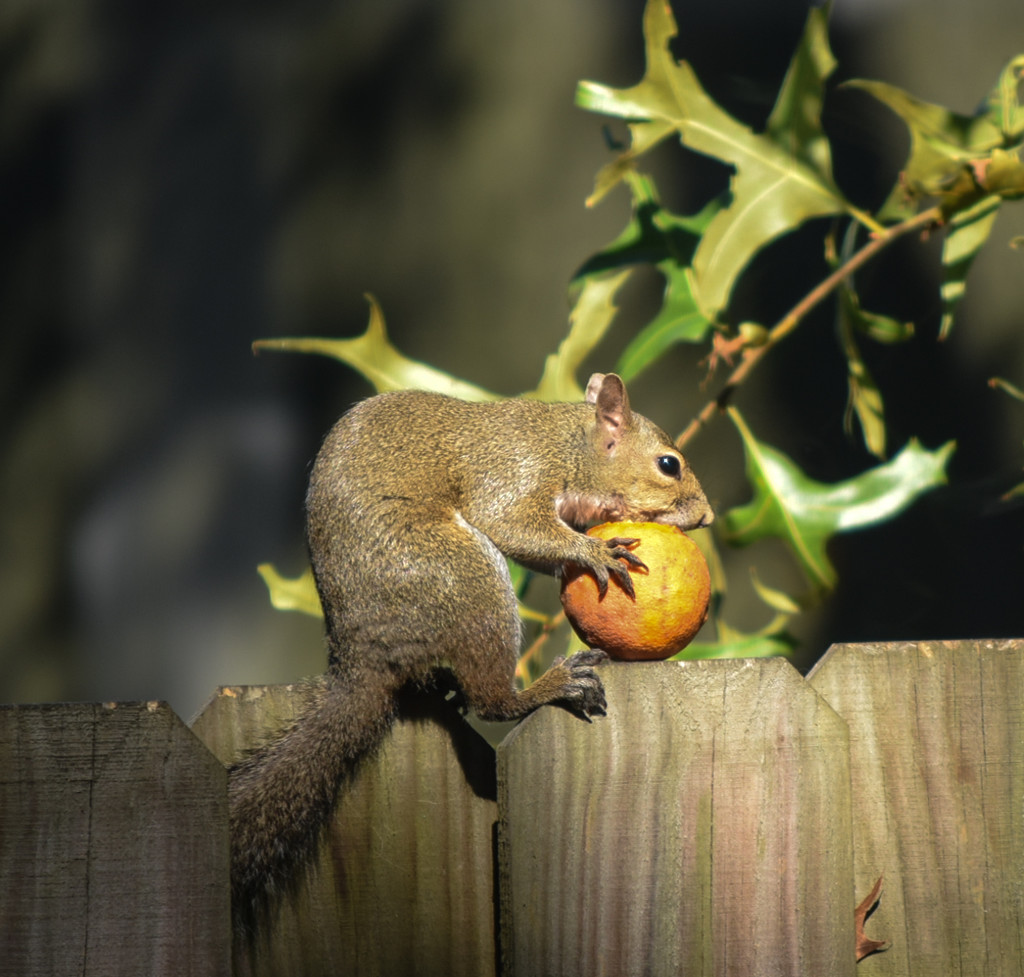 Wacky squirrel eating the orange by rickster549