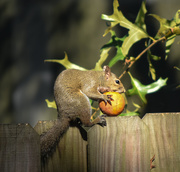 5th Jun 2015 - Wacky squirrel eating the orange