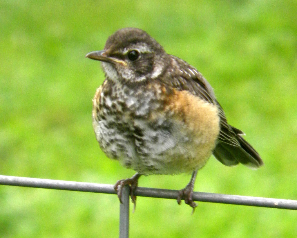 Robin Fledgling by daisymiller