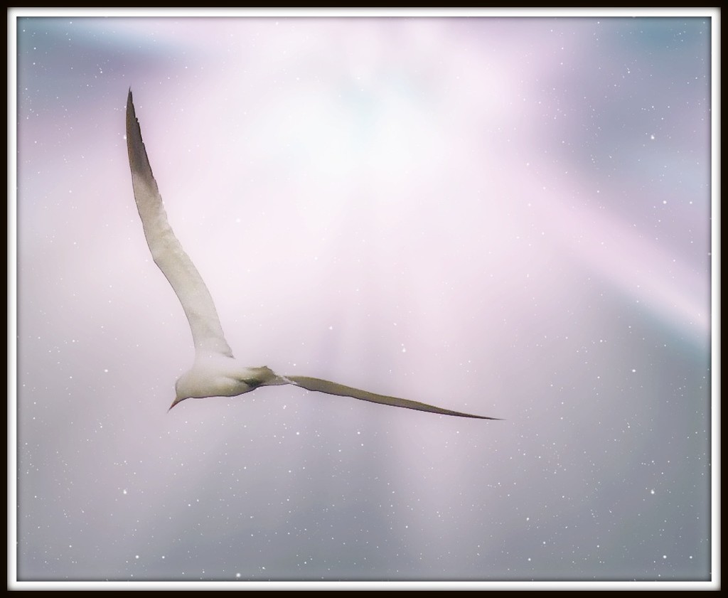 White Bird by joysfocus