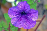 4th Jun 2015 - Purple Petunia Blooms